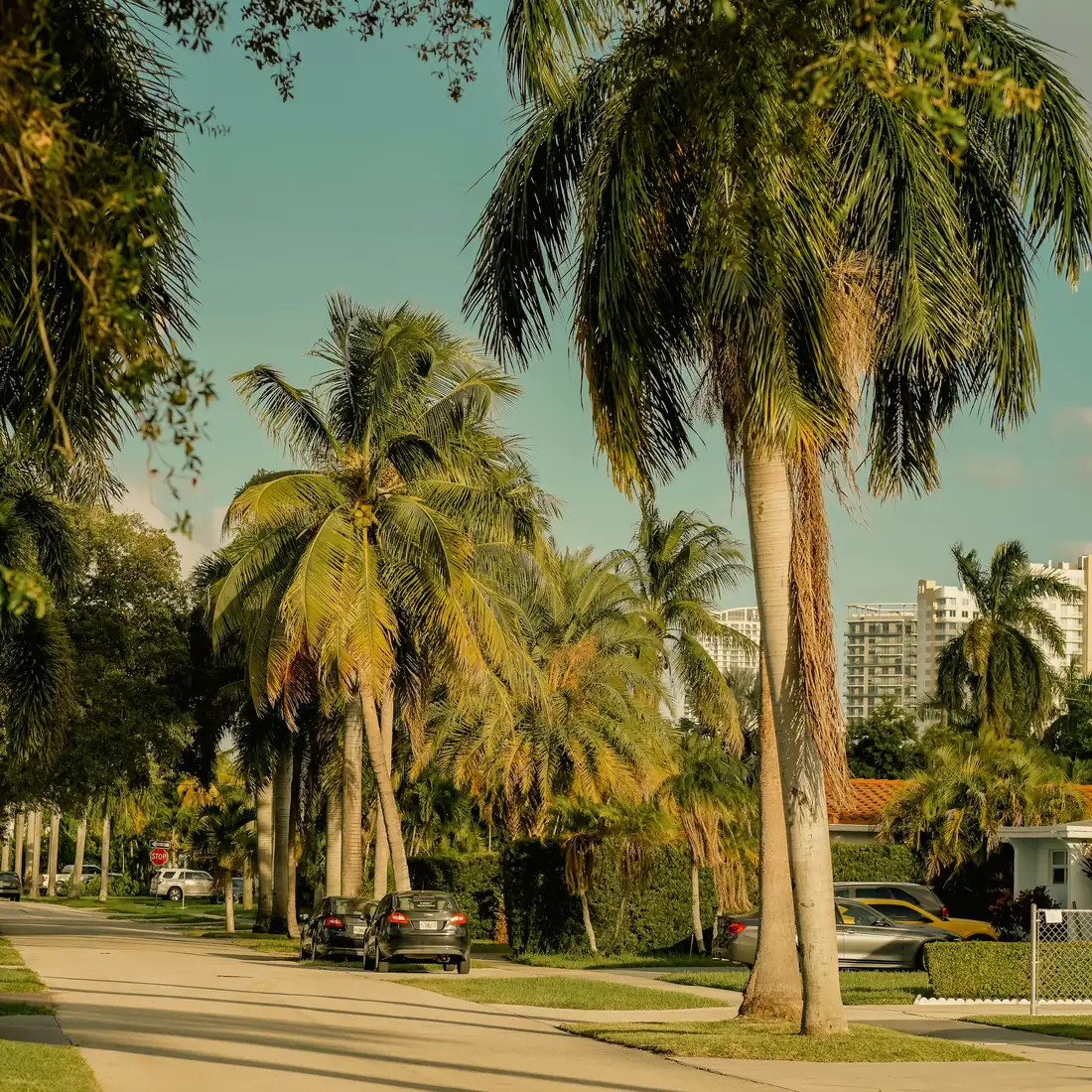 A quiet Florida residential street lined with palm trees and single-family homes.